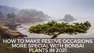 How To Make Festive Occasions More Special With Bonsai Plants In 2021