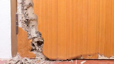 termite pest control