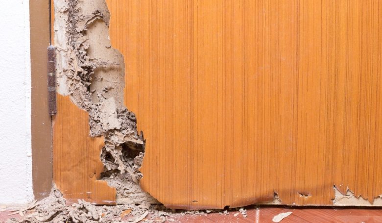 termite pest control