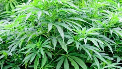 How To Get Medical Marijuana in Utah