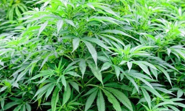 How To Get Medical Marijuana in Utah
