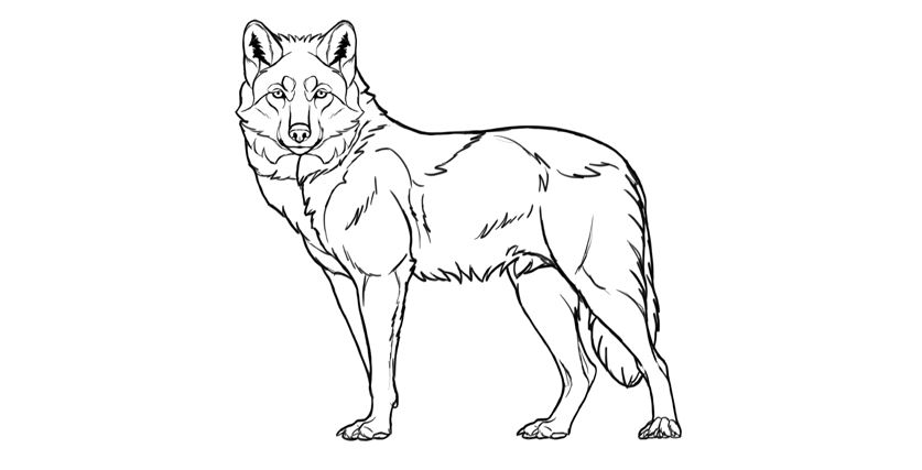 Wolf Face drawing
