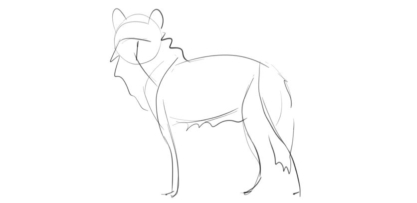 Wolf drawing