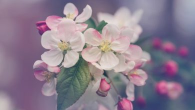 order flower online