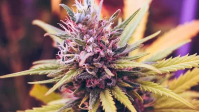 wholesale Blueberry Kush cannabis seeds